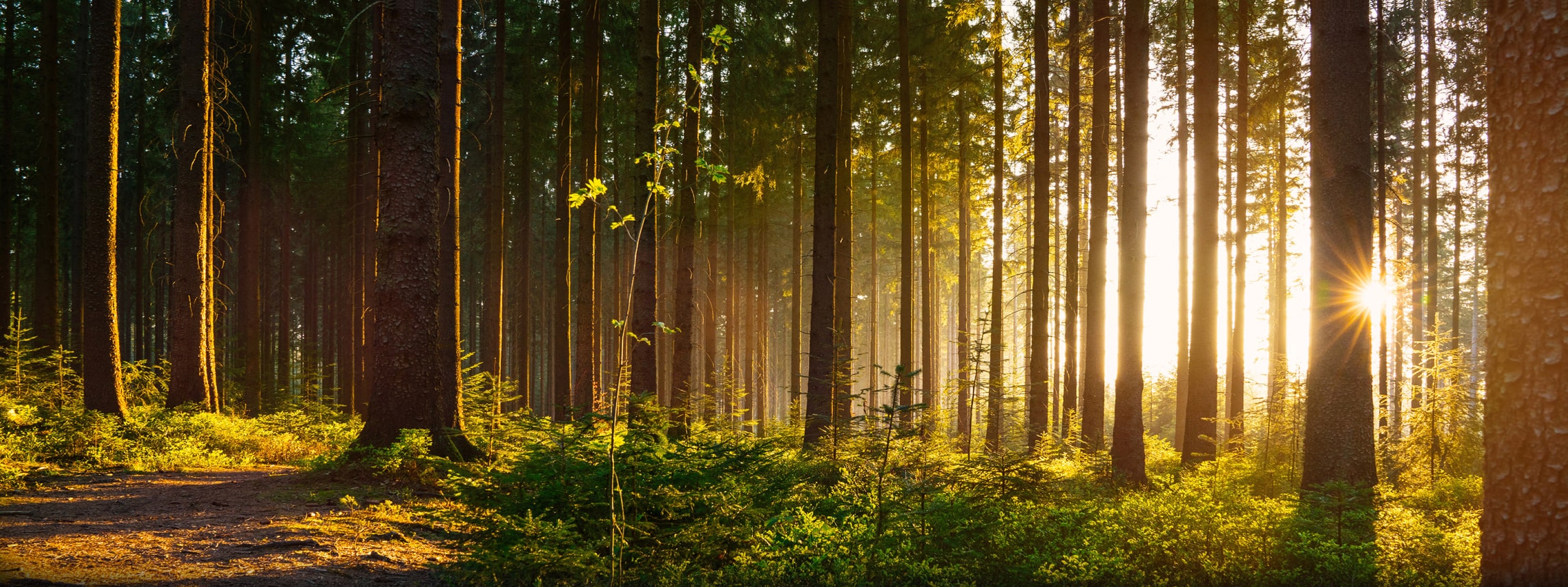 Klover per l'ambiente